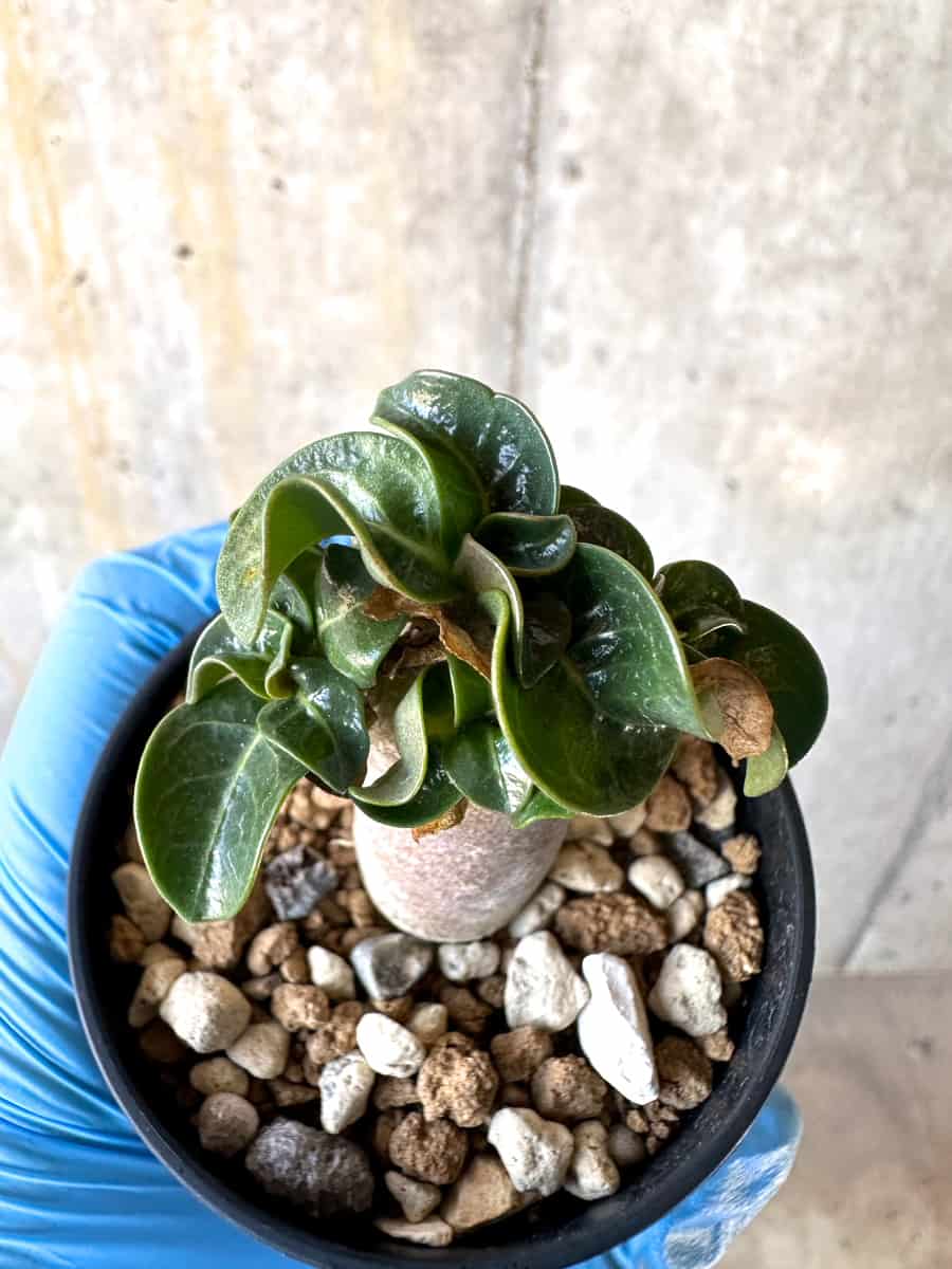 【現品限り】アデニウム・DHA 葉巻【B31】 Adenium DHA