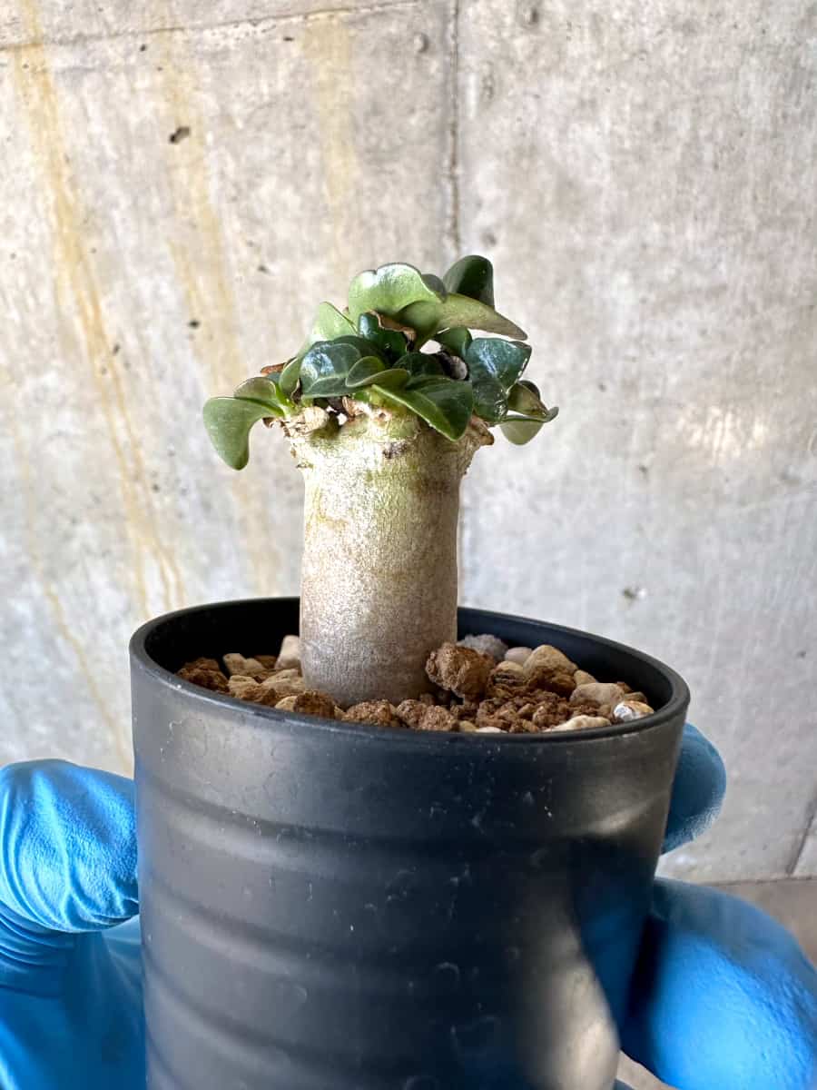 【現品限り】アデニウム・DHA 葉巻【B31】 Adenium DHA