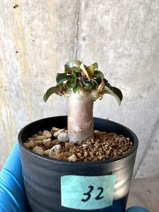 【現品限り】アデニウム・DHA 葉巻【B32】 Adenium DHA