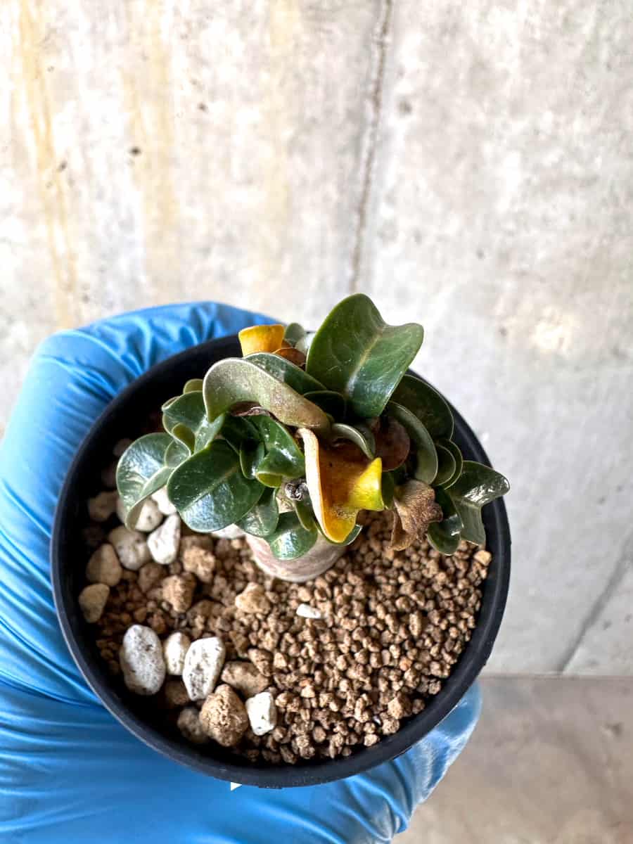 【現品限り】アデニウム・DHA 葉巻【B32】 Adenium DHA