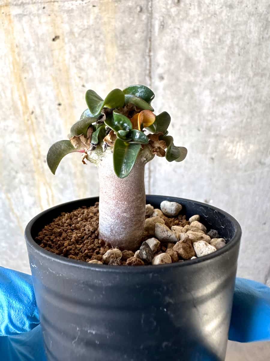 【現品限り】アデニウム・DHA 葉巻【B32】 Adenium DHA