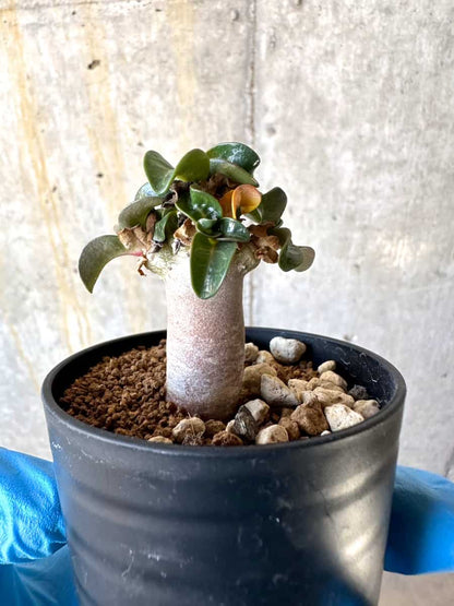 【現品限り】アデニウム・DHA 葉巻【B32】 Adenium DHA