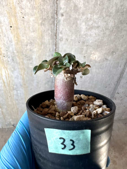 【現品限り】アデニウム・DHA 葉巻【B33】 Adenium DHA
