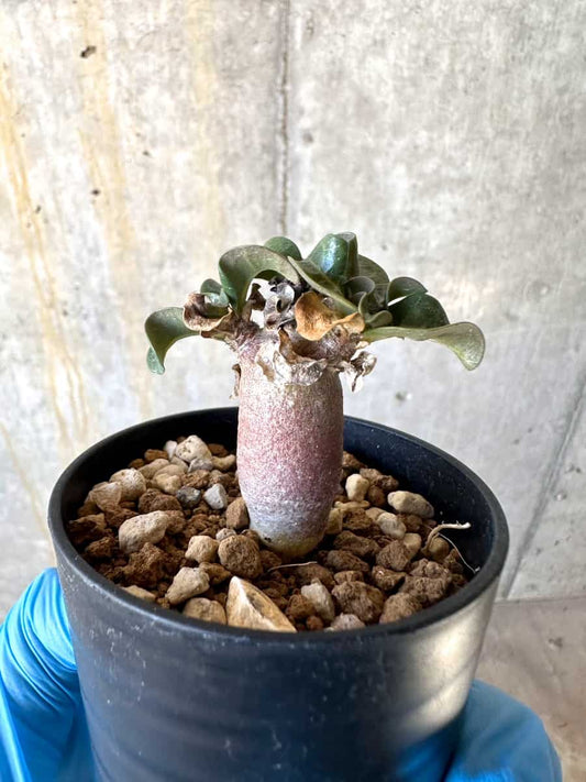 【現品限り】アデニウム・DHA 葉巻【B33】 Adenium DHA