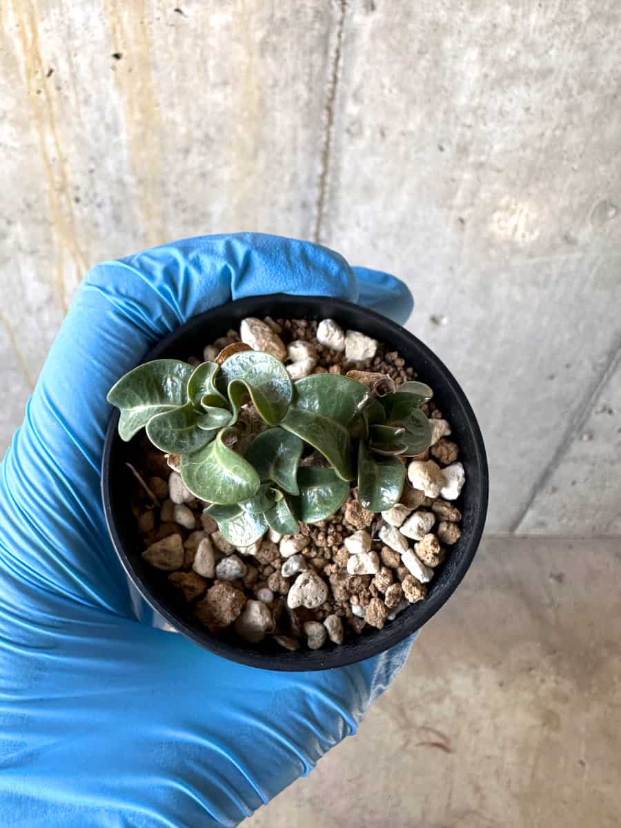 【現品限り】アデニウム・DHA 葉巻【B33】 Adenium DHA