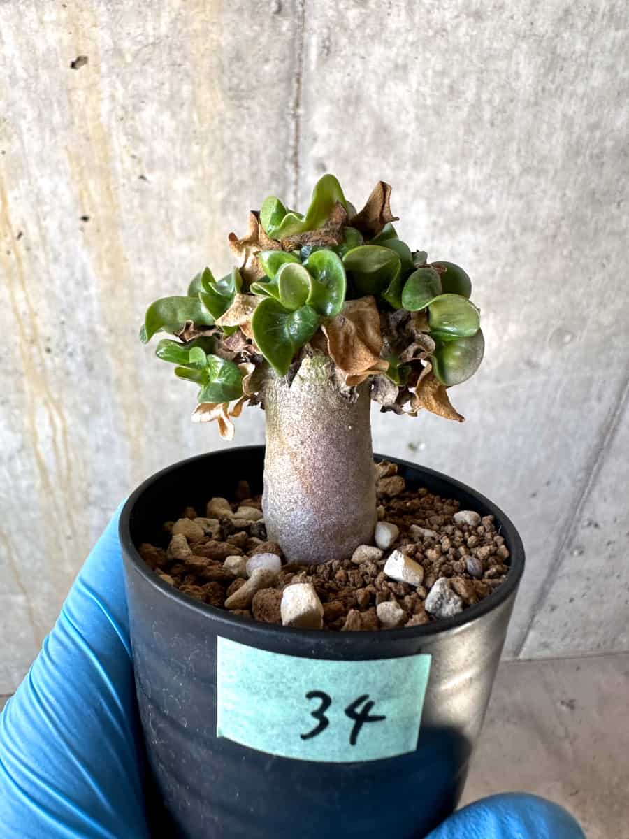【現品限り】アデニウム・DHA 葉巻【B34】 Adenium DHA
