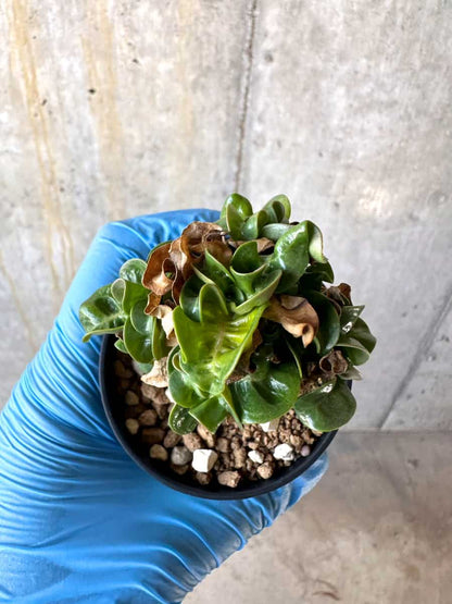 【現品限り】アデニウム・DHA 葉巻【B34】 Adenium DHA