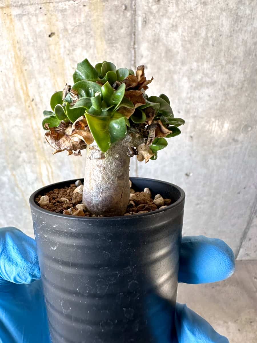 【現品限り】アデニウム・DHA 葉巻【B34】 Adenium DHA