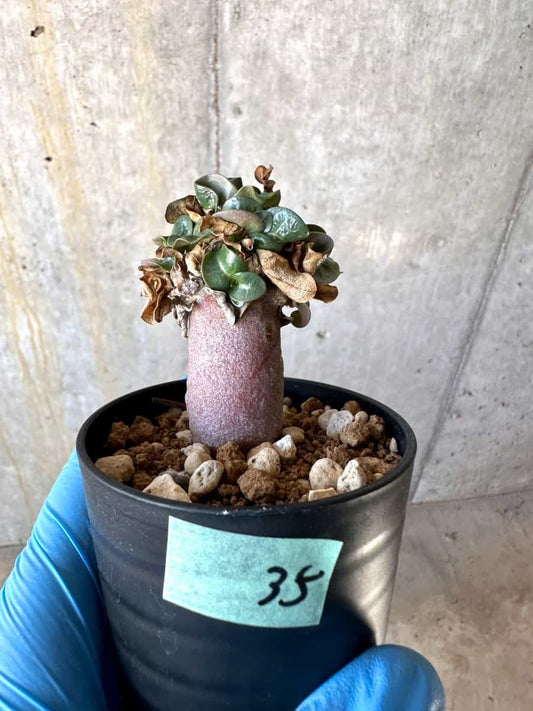【現品限り】アデニウム・DHA 葉巻【B35】 Adenium DHA