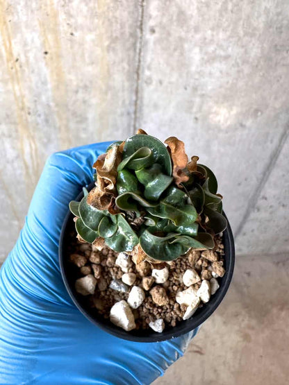 【現品限り】アデニウム・DHA 葉巻【B35】 Adenium DHA