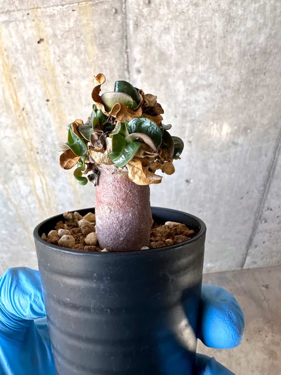 【現品限り】アデニウム・DHA 葉巻【B35】 Adenium DHA