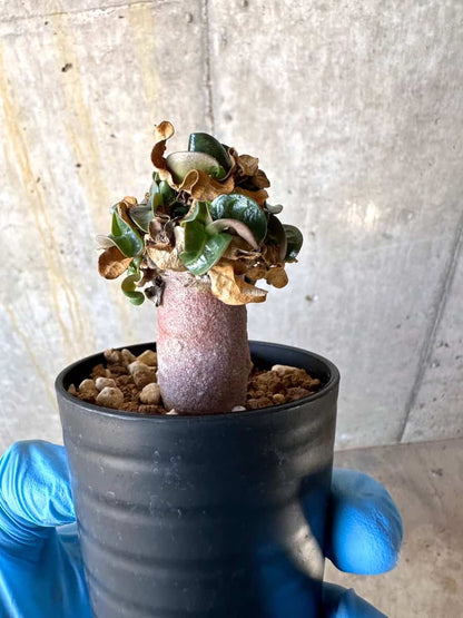 【現品限り】アデニウム・DHA 葉巻【B35】 Adenium DHA