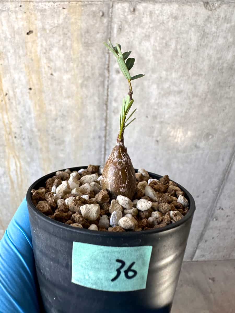 【現品限り】センナ・メリディオナリス 実生【B36】 Senna meridionalis