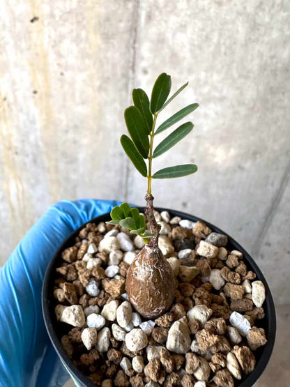 【現品限り】センナ・メリディオナリス 実生【B36】 Senna meridionalis