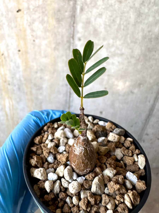 【現品限り】センナ・メリディオナリス 実生【B36】 Senna meridionalis