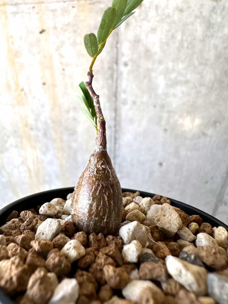 【現品限り】センナ・メリディオナリス 実生【B36】 Senna meridionalis