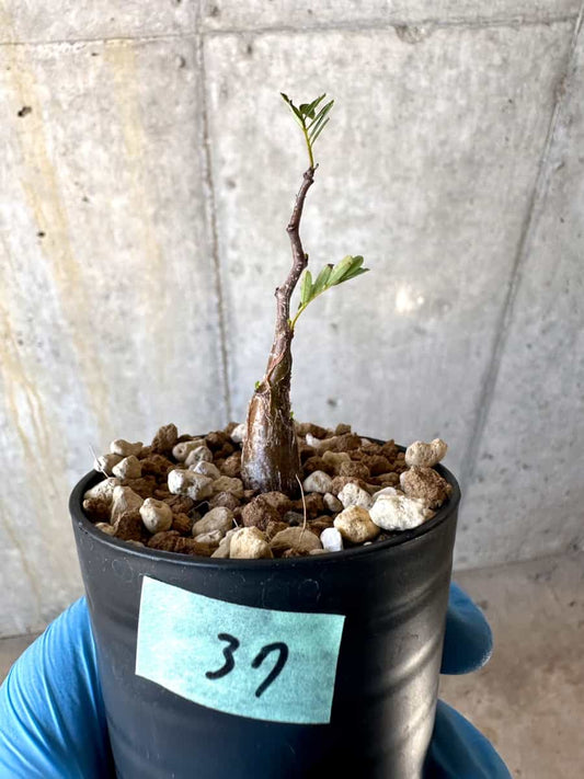 【現品限り】センナ・メリディオナリス 実生【B37】 Senna meridionalis