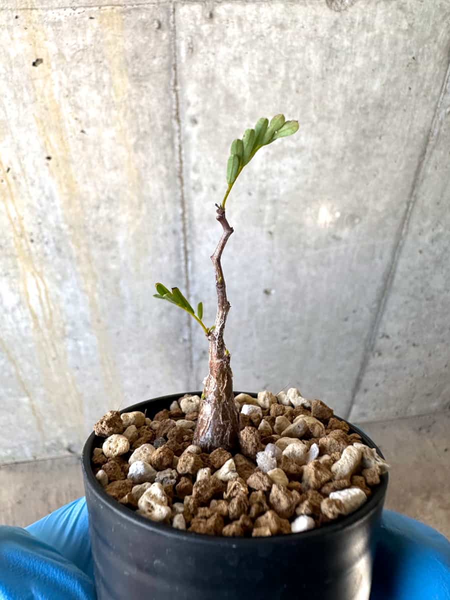 【現品限り】センナ・メリディオナリス 実生【B37】 Senna meridionalis