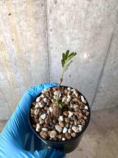 【現品限り】センナ・メリディオナリス 実生【B37】 Senna meridionalis