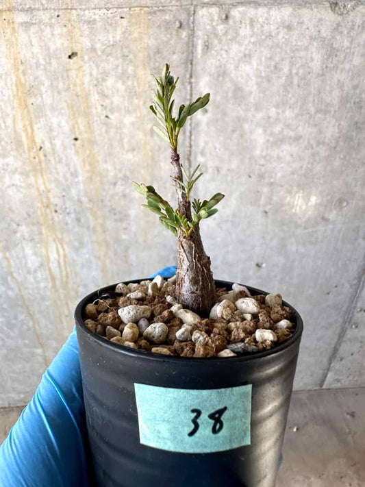 【現品限り】センナ・メリディオナリス 実生【B38】 Senna meridionalis