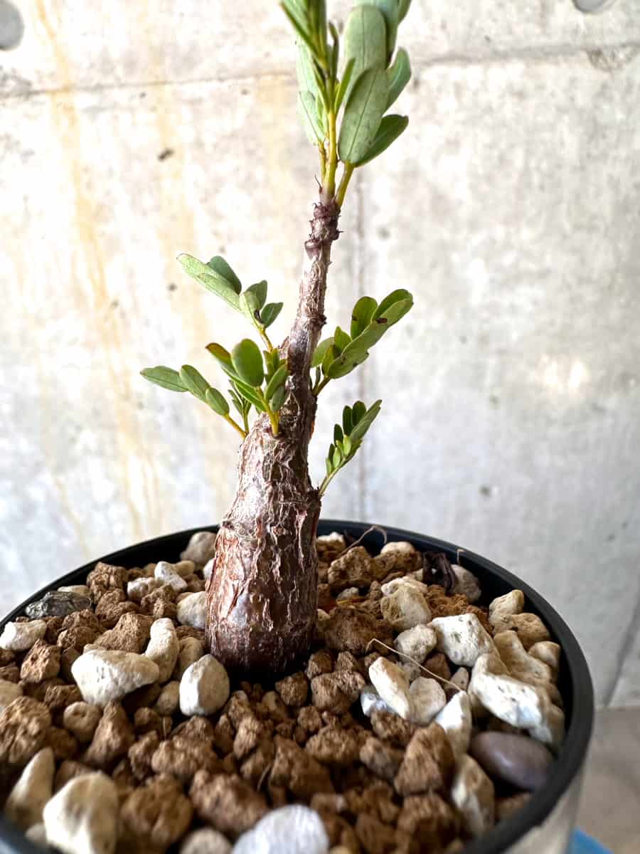 【現品限り】センナ・メリディオナリス 実生【B38】 Senna meridionalis