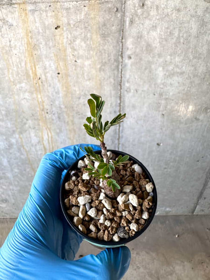 【現品限り】センナ・メリディオナリス 実生【B38】 Senna meridionalis