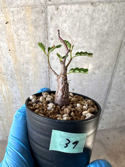 【現品限り】センナ・メリディオナリス 実生【B39】 Senna meridionalis