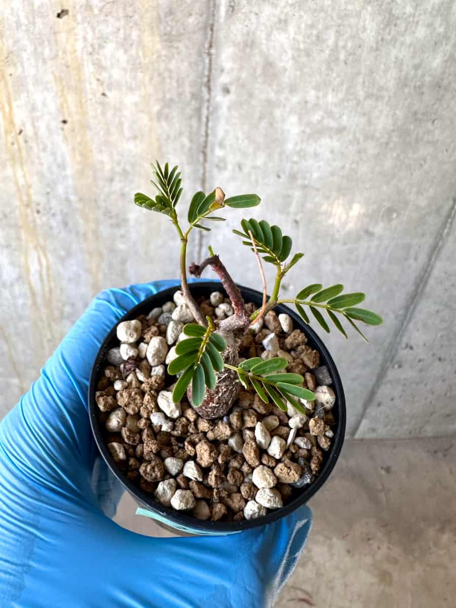 【現品限り】センナ・メリディオナリス 実生【B39】 Senna meridionalis