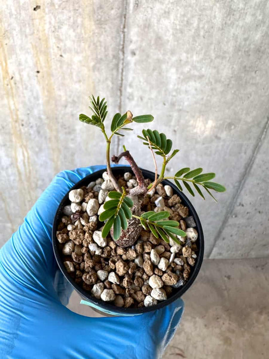 【現品限り】センナ・メリディオナリス 実生【B39】 Senna meridionalis