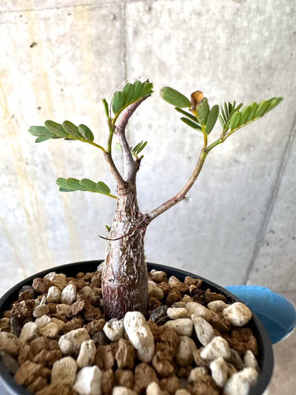 【現品限り】センナ・メリディオナリス 実生【B39】 Senna meridionalis