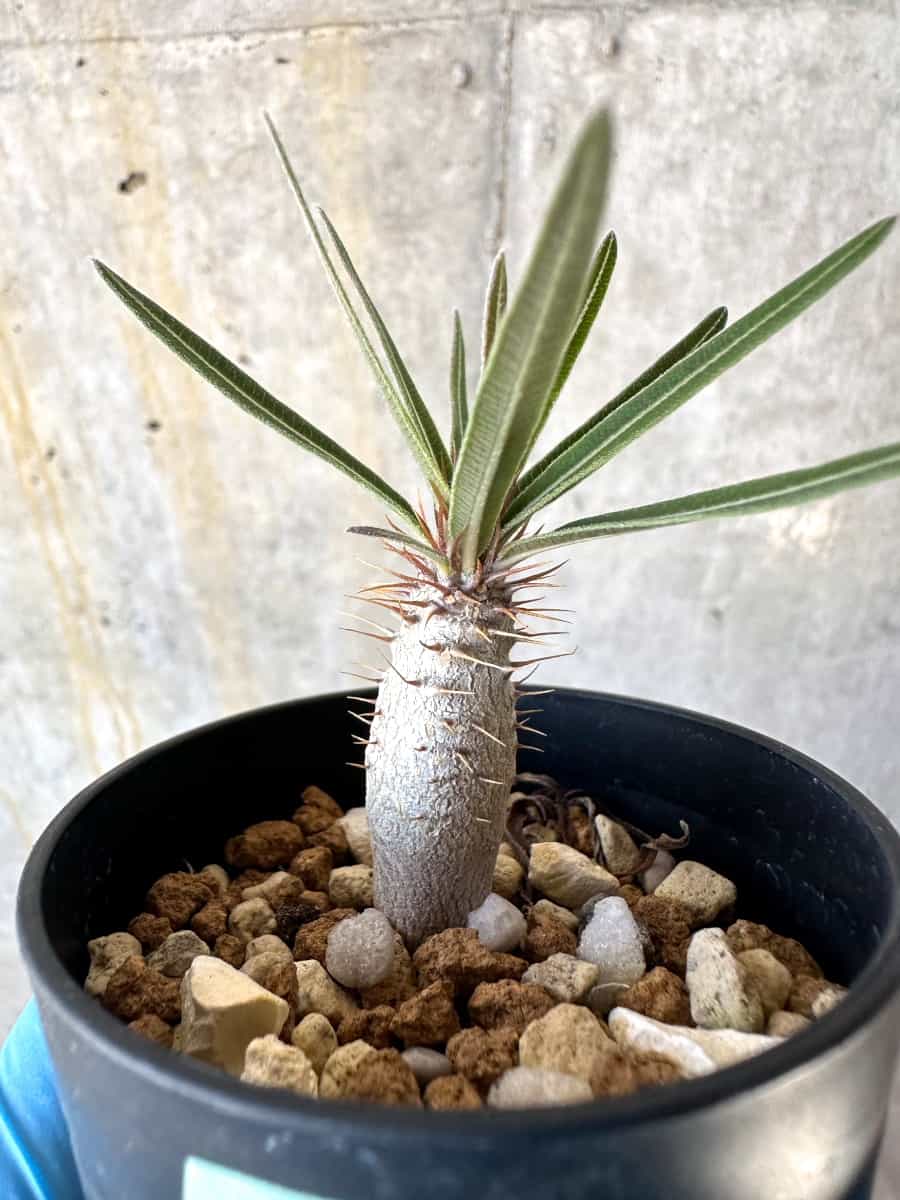 現品限り】パキポディウム・グラキリス【B3】 Pachypodium gracilius