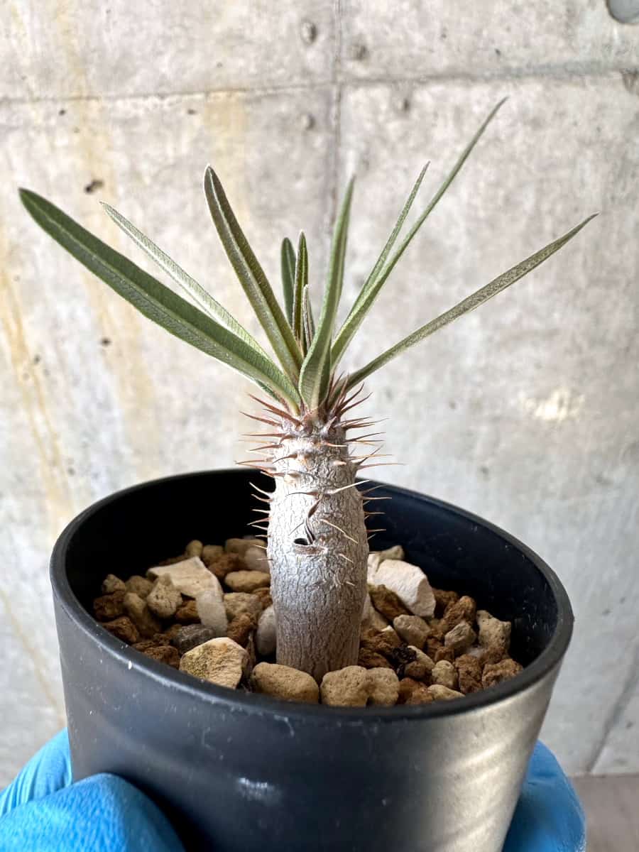 現品限り】パキポディウム・グラキリス【B3】 Pachypodium gracilius