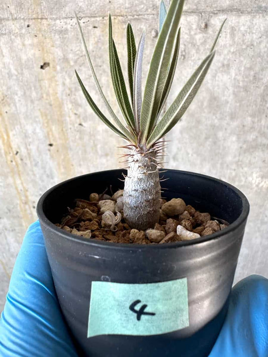 【現品限り】パキポディウム・グラキリス【B4】 Pachypodium gracilius
