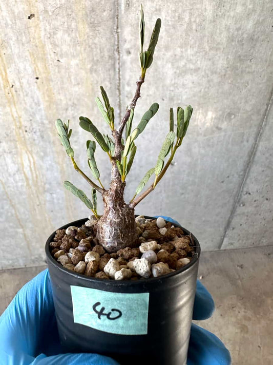 【現品限り】センナ・メリディオナリス 実生【B40】 Senna meridionalis