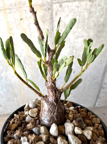 【現品限り】センナ・メリディオナリス 実生【B40】 Senna meridionalis