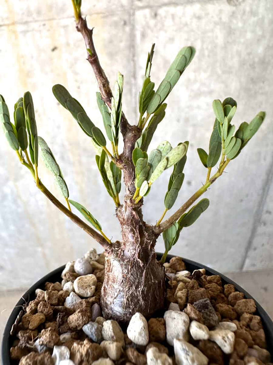 【現品限り】センナ・メリディオナリス 実生【B40】 Senna meridionalis