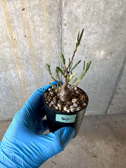 【現品限り】センナ・メリディオナリス 実生【B40】 Senna meridionalis