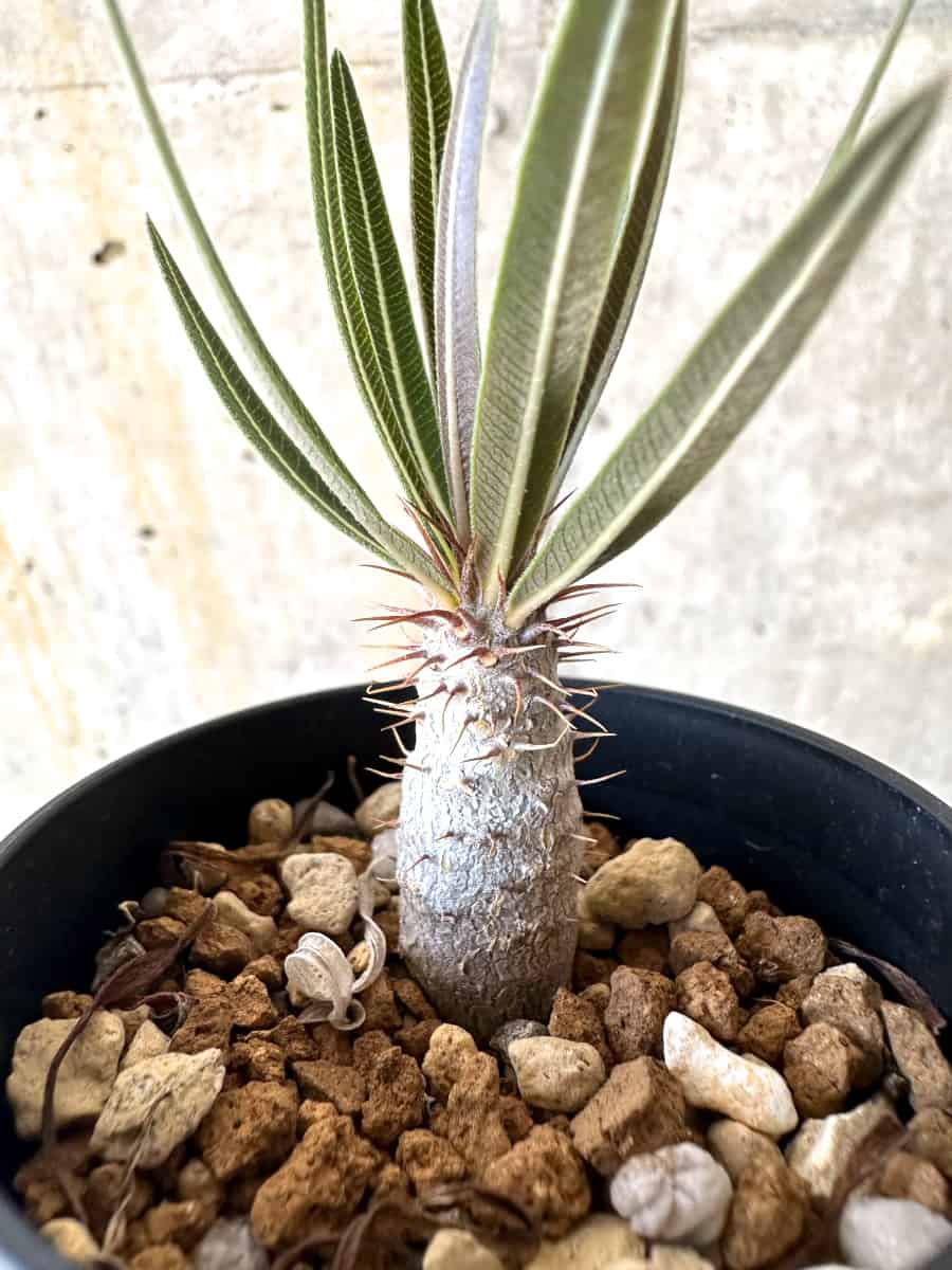 【現品限り】パキポディウム・グラキリス【B4】 Pachypodium gracilius