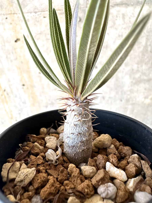 【現品限り】パキポディウム・グラキリス【B4】 Pachypodium gracilius