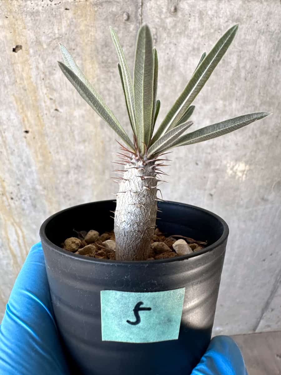 【現品限り】パキポディウム・グラキリス【B5】 Pachypodium gracilius