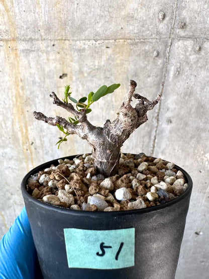 【現品限り】センナ・メリディオナリス 実生【B51】 Senna meridionalis