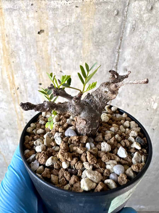 【現品限り】センナ・メリディオナリス 実生【B51】 Senna meridionalis