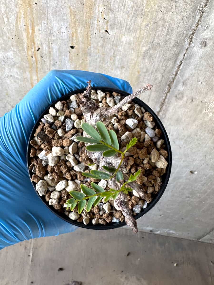 【現品限り】センナ・メリディオナリス 実生【B51】 Senna meridionalis