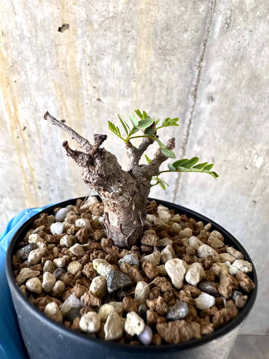 【現品限り】センナ・メリディオナリス 実生【B51】 Senna meridionalis