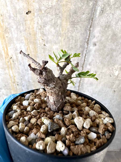 【現品限り】センナ・メリディオナリス 実生【B51】 Senna meridionalis