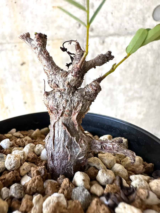 【現品限り】センナ・メリディオナリス 実生【B52】 Senna meridionalis