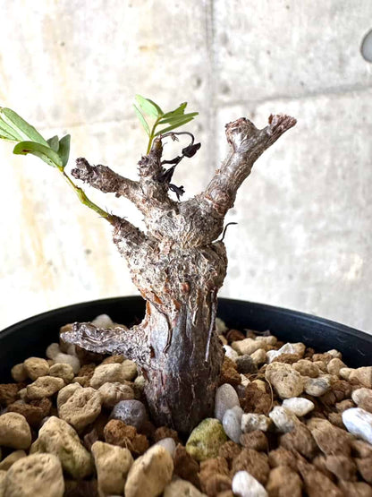 【現品限り】センナ・メリディオナリス 実生【B52】 Senna meridionalis