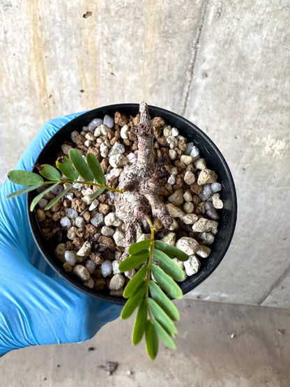 【現品限り】センナ・メリディオナリス 実生【B52】 Senna meridionalis