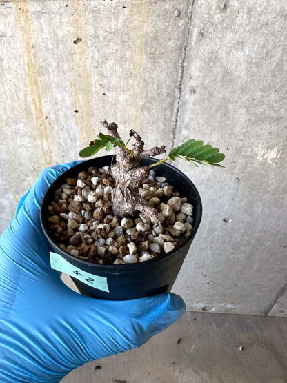 【現品限り】センナ・メリディオナリス 実生【B52】 Senna meridionalis