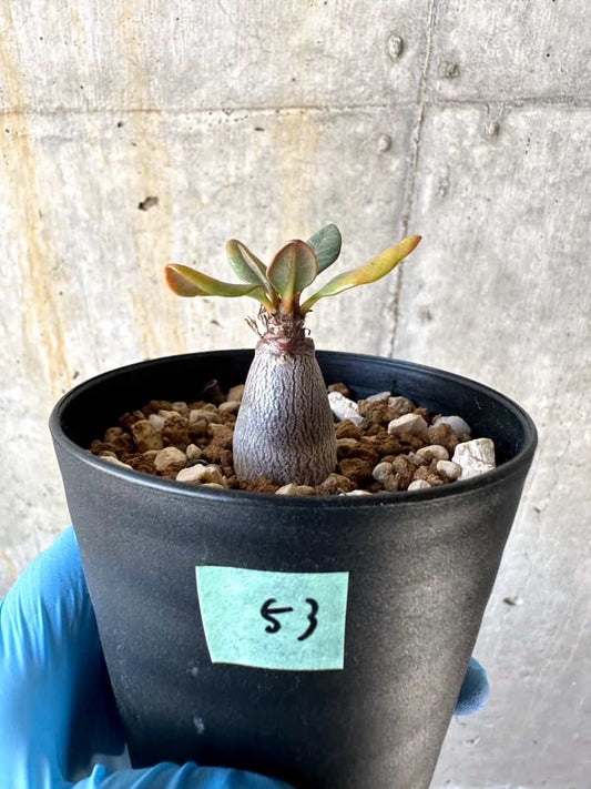 【現品限り】アデニウム・ソコトラナム【B53】 Adenium socotranum